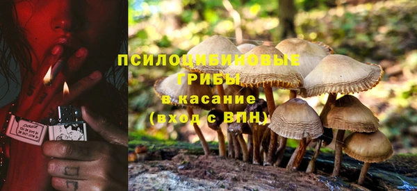 хмурый Белокуриха